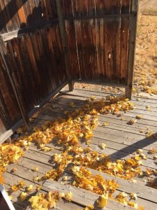 Maple leaves on the deck.jpg