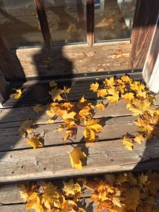 Maple leaves on the deck.jpg2.jpg