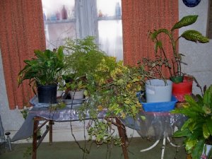 plants1.jpg
