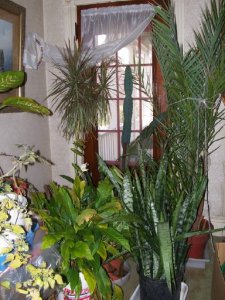 plants2.jpg