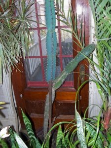 plants3.jpg