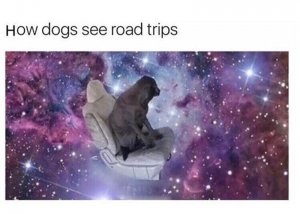 animal-dogs-see-road-trips.jpg