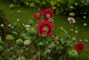 opium-poppy-red-flower-jim-powell-1466x977.jpg