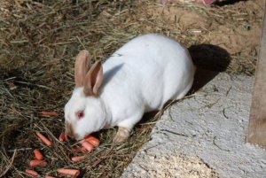 carrots.jpg