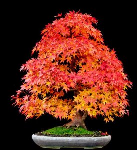 Bonsai tree 2017.jpg