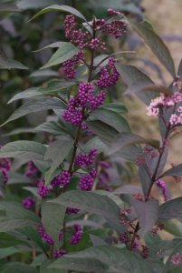 proven_winners_callicarpa_purple_pearls_beautyberr.jpg