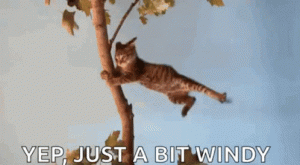 windy cat.gif