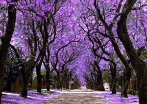 purple stuff 2.jpg