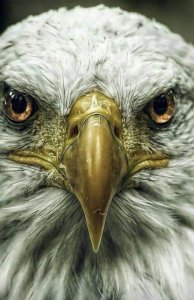 tumblr_1379c4bd9f957850217337fcb80ab985_7053dce1_540.jpg