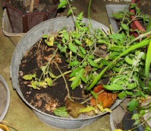 tomato tub.jpg