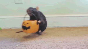 mouse.gif