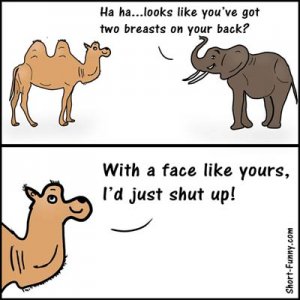 funny-joke-elephant.jpg