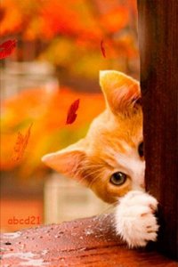 cat time 56.jpg
