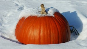 snowypumpkin.jpg