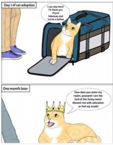 cats4.jpg
