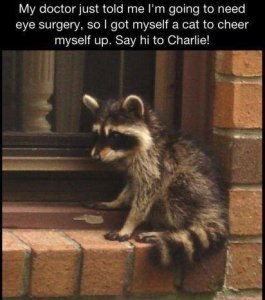 Get-Yourself-a-Therapy-Raccoon-To-Realize-Eye-Surgery-Is-Not-So-Bad.jpg