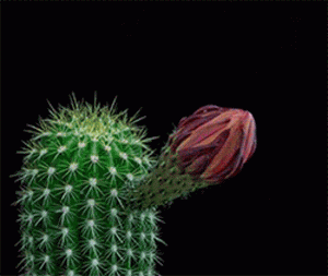 cactus.gif