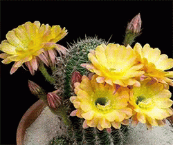 cactus 2.gif