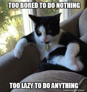 lazy cat.jpg