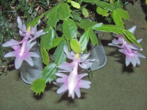 cactus1.jpg