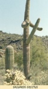 funny cactus.jpg