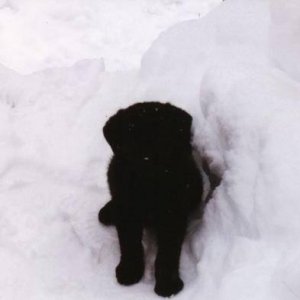puppy.jpg