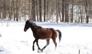 boss_mare.jpg