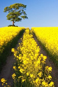 follow yellow floral.jpg