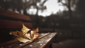 autumn8.gif