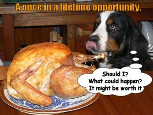 turkey funny 21.jpg