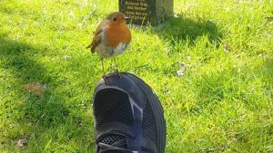 Robin on foot.1.jpg