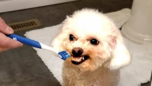 maxresdefault.jpg