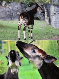 okapi.jpg