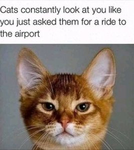 FB_IMG_16043822439533332.jpg