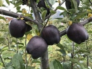 Black-Diamond-Apple-Bunch.jpg
