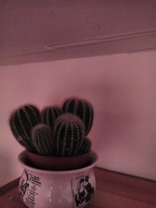 cactus.jpg