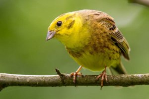 Yellowhammer @.jpg