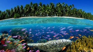 tropical1.jpg