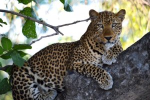 1280-466629440-staring-leopard-in-tree.jpg