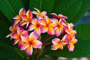 1280-660601872-plumeria-flowers.jpg