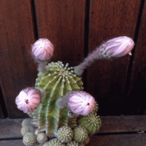 tumblr_2f7ec34da1a988225e15ec34bac68984_f85be523_400.gif