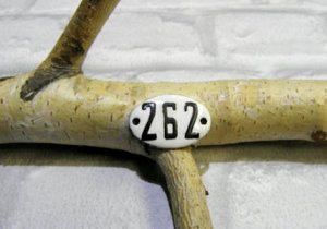 Number 262 @.jpg