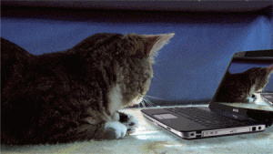 funny-cat-year2015-web-dev.gif