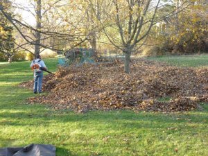 roy and leaves.JPG roy and leaves.JPG