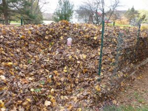 me and leaves.jpg me and leaves.jpg