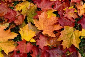 fall-leaves.jpg