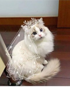 white stuff cat.jpg