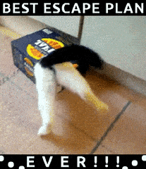 PalatableRadiantBrownbutterfly-max-1mb.gif
