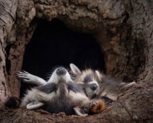 raccoons.jpg