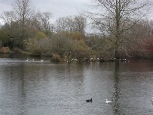 heron.JPG